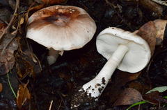 Leucoagaricus cupresseus