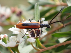 Stenoderus suturalis
