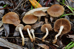 Meottomyces