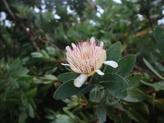 Protea subvestita