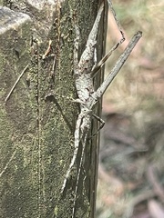 Zaprochilus australis