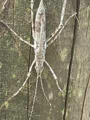 Zaprochilus australis