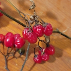 Solanum dulcamara