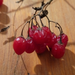 Solanum dulcamara