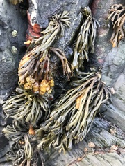 Pelvetia canaliculata