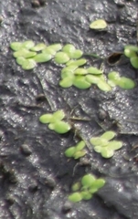 Lemna minor
