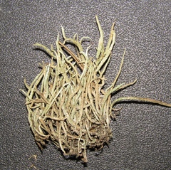Cladonia subulata