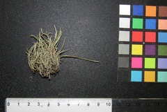 Cladonia subulata