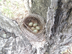 Turdus hortulorum