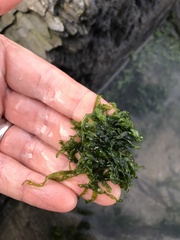 Ulva intestinalis