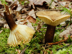 Lactifluus gerardii