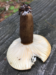 Lactifluus gerardii