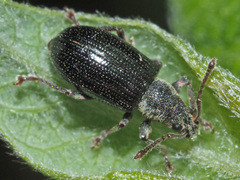 Phyllobius viridicollis