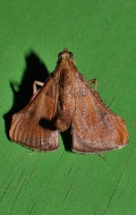 Endotricha dispergens