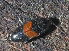 Drapetes mordelloides