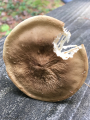 Lactifluus gerardii