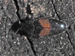 Drapetes mordelloides