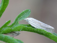 Eucosma wimmerana