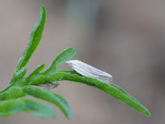Eucosma wimmerana