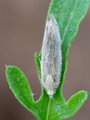 Eucosma wimmerana