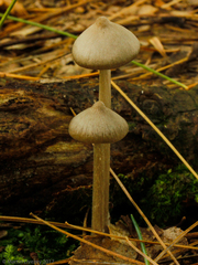 Entoloma conicum