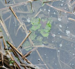 Hydrocotyle