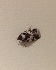 Barea confusella