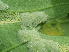 Aceria pseudoplatani