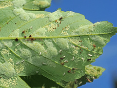 Aceria pseudoplatani