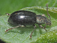 Phyllobius viridicollis