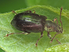 Phyllobius viridicollis