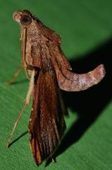 Endotricha dispergens