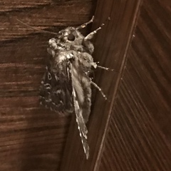 Calamia decipiens