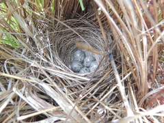 Emberiza spodocephala