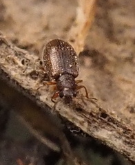 Corticariinae