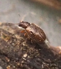 Corticariinae