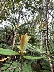 Myrsine salicina