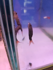 Epalzeorhynchos bicolor