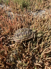 Homopus areolatus
