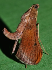 Endotricha dispergens