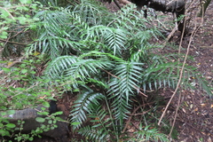 Asplenium scleroprium