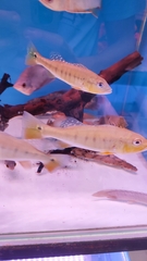 Cichla intermedia