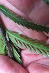 Asplenium scleroprium