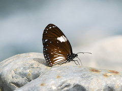 Euploea radamanthus