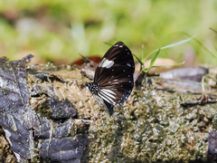 Euploea radamanthus