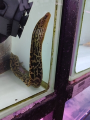 Gymnothorax polyuranodon