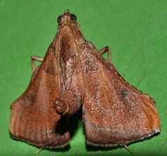 Endotricha dispergens