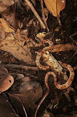 Leptodeira