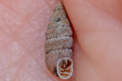 Abida vasconica