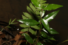 Syzygium francisii